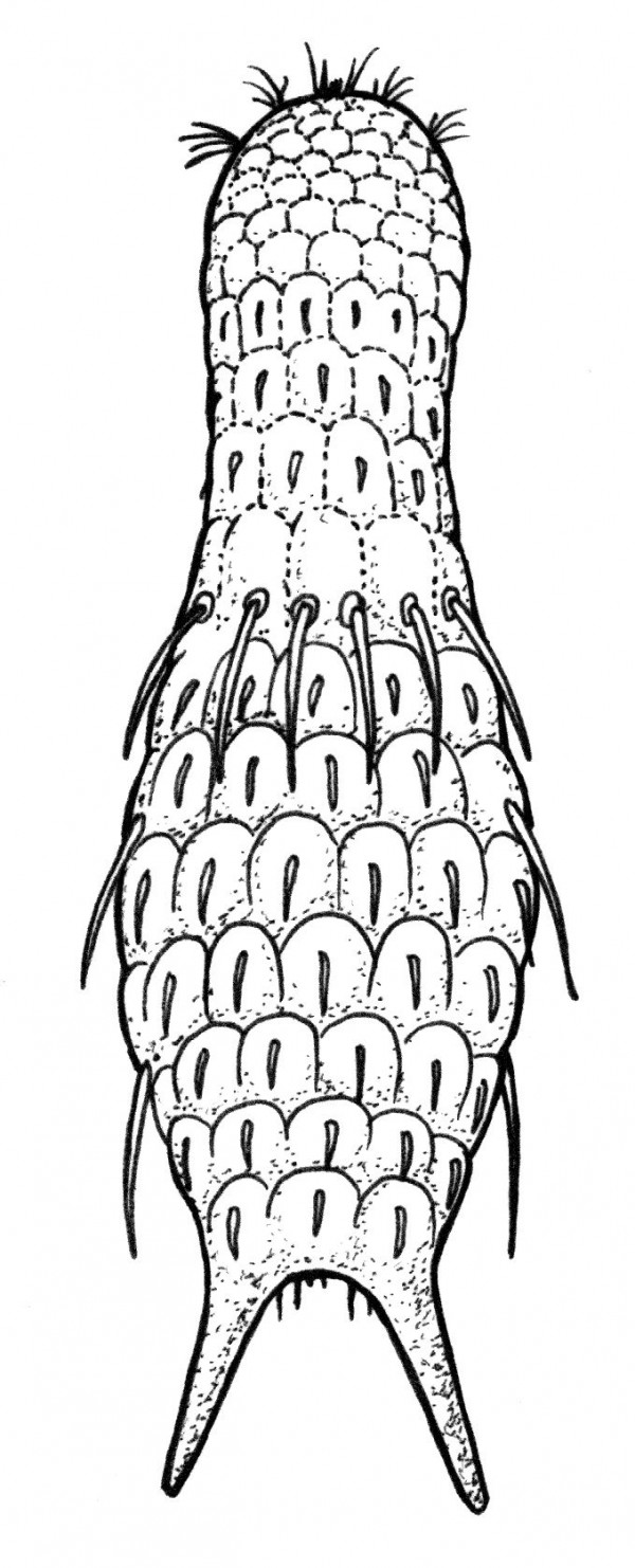 Filo Gastrotricha Vista Dorsal Do Corpo De Um Exemplar Do Gênero Chaetonotus Canal Cecierj 4252