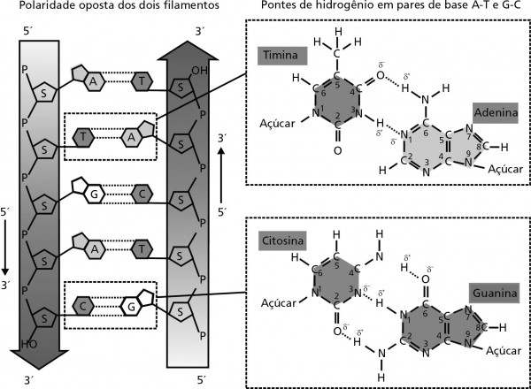 bases nitrogenadas