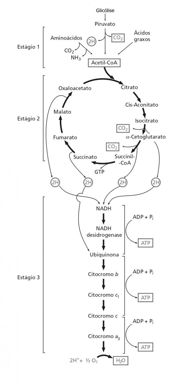 Esquema Do Ciclo De Krebs Canal Cecierj 3598