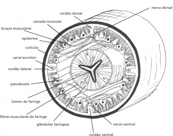 Corpo de um nematódeo ao nível da faringe: Corte transversal ...