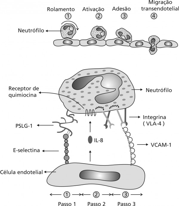 (a) Extravasamento De Leucócito; (b) Moléculas De Adesão (interação ...