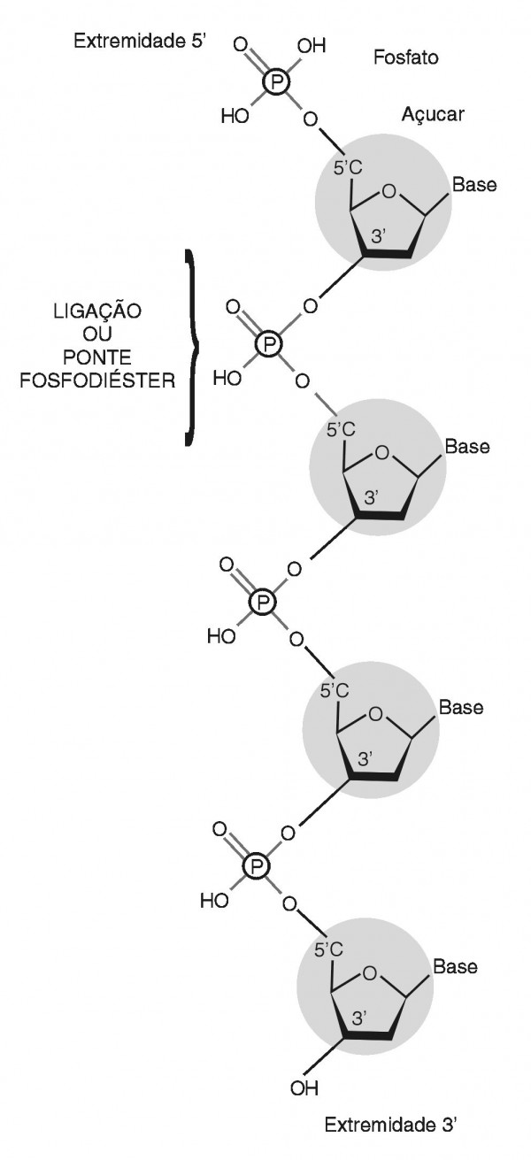 DNA fosfato