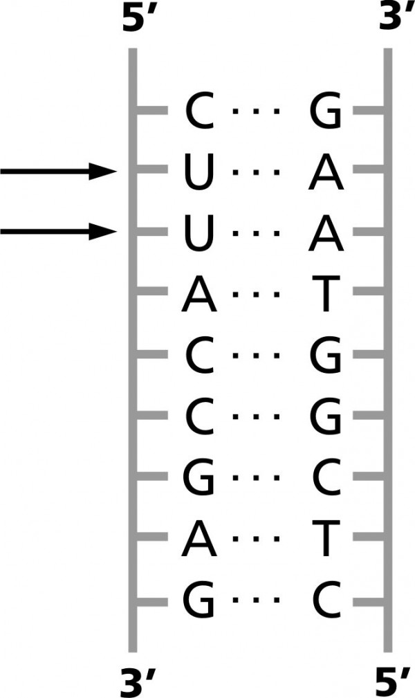 Um híbrido RNA DNA Esquerda Fita de RNA Direita Fita de DNA Setas pares de bases A U